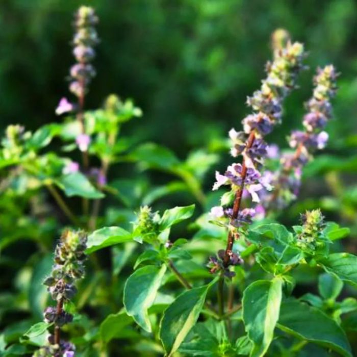 Kapoor Tulsi / కర్పూర తులసి - Image 4