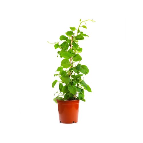 Kiwi Grafted