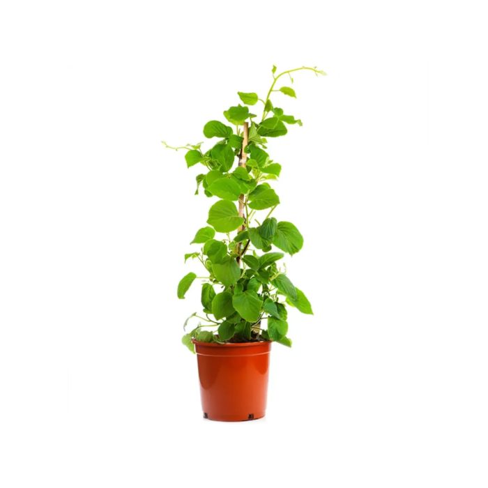 Kiwi Grafted