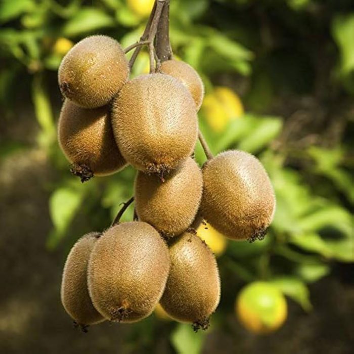 Kiwi Grafted - Image 3
