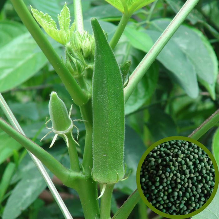 Ladiesfinger ( Bhendi )