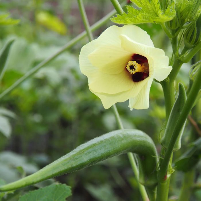 Ladiesfinger ( Bhendi ) - Image 2