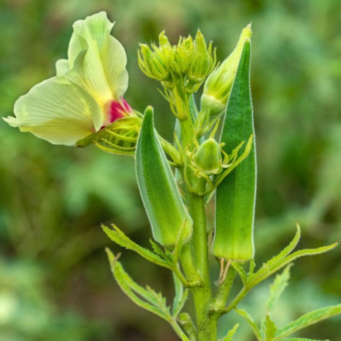 Ladiesfinger ( Bhendi ) - Image 3