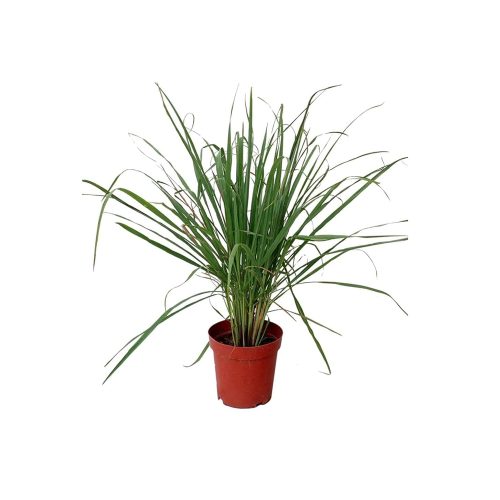 Lemon Grass