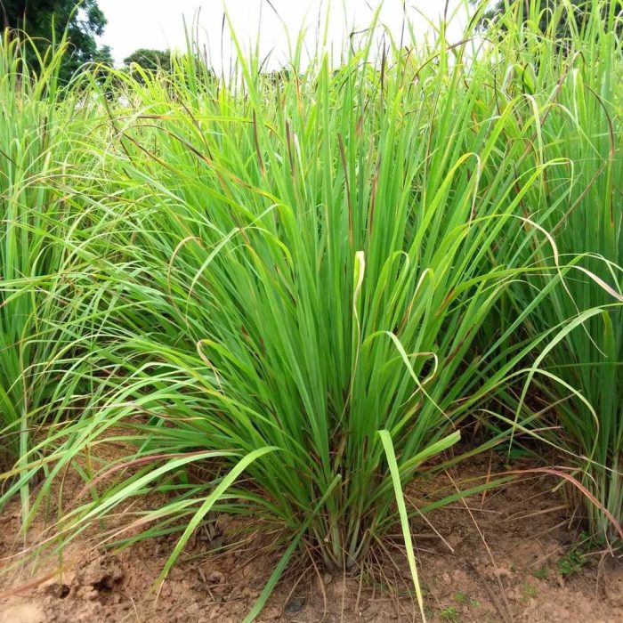 Lemon Grass - Image 2