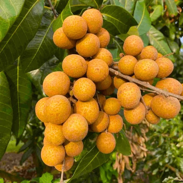 Logon fruit - Image 3