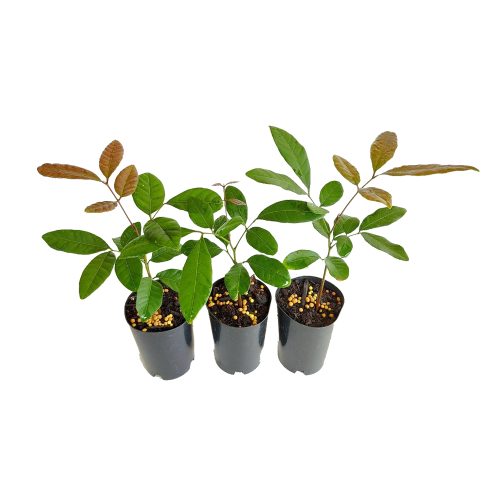 Longan Grafted