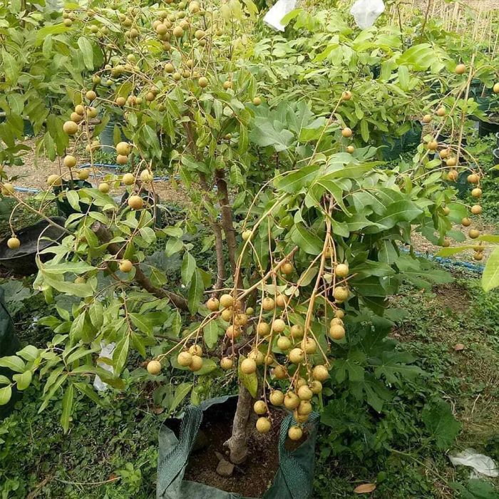 Longan Grafted - Image 2
