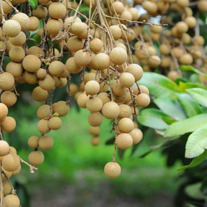 Longan Grafted - Image 3