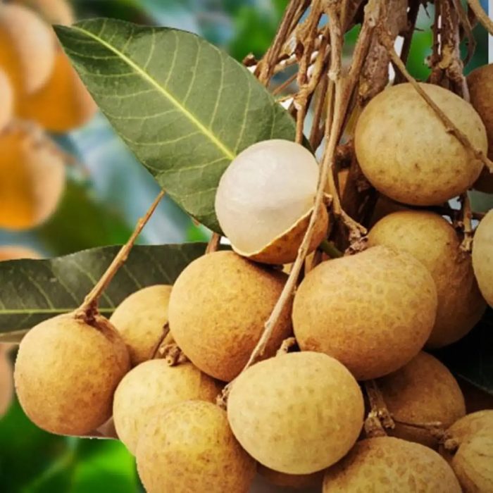 Longan Grafted - Image 4