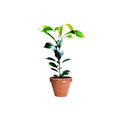 Mahogany (Big)
