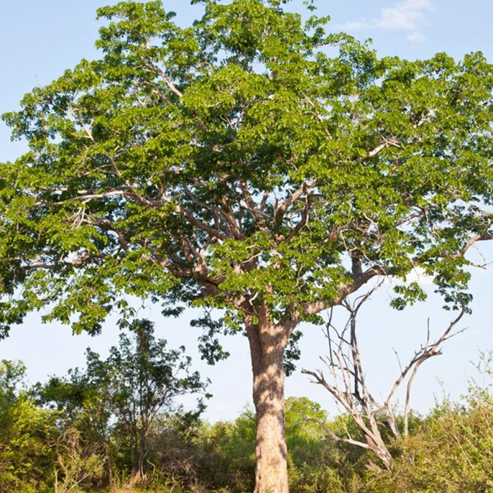 Mahogany (Big) - Image 3