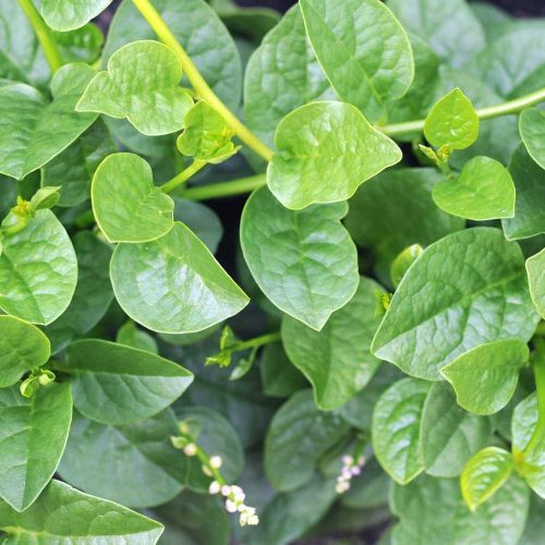 Malabar Spinach ( Malabar Palakura )