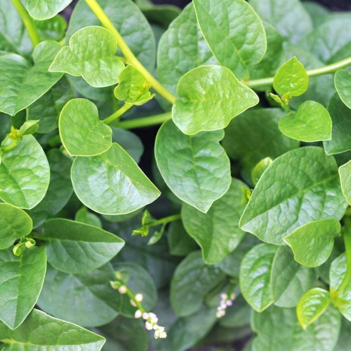Malabar Spinach ( Malabar Palakura )