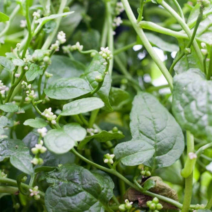 Malabar Spinach ( Malabar Palakura ) - Image 2