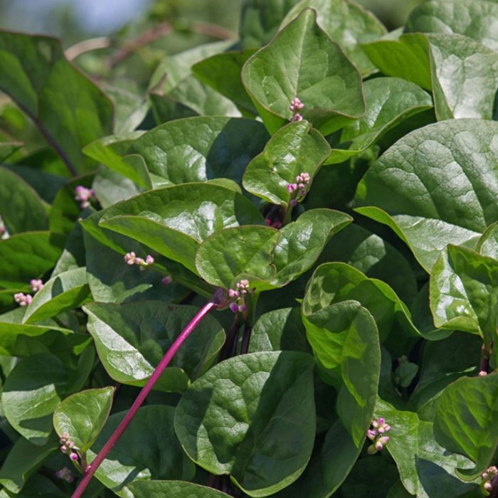 Malabar Spinach ( Malabar Palakura ) - Image 3