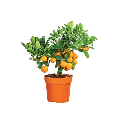 Malta fruit