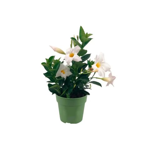 Mandevilla