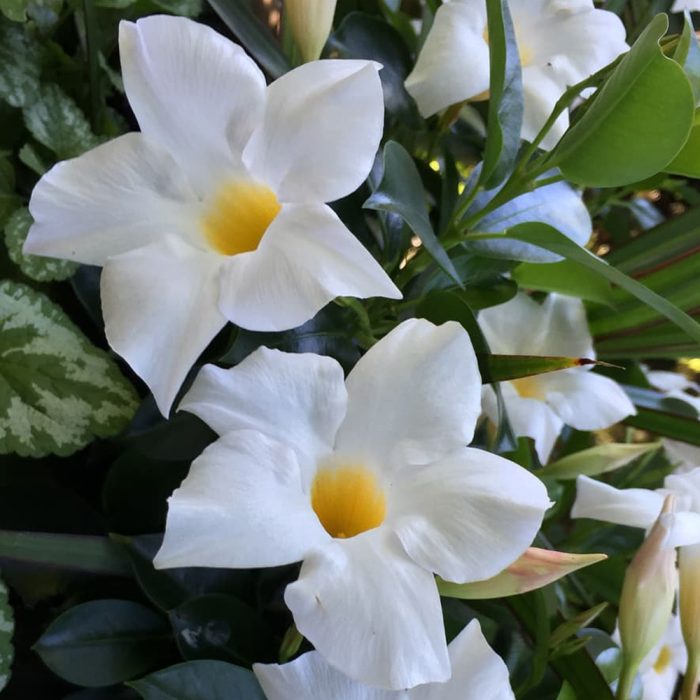 Mandevilla - Image 3