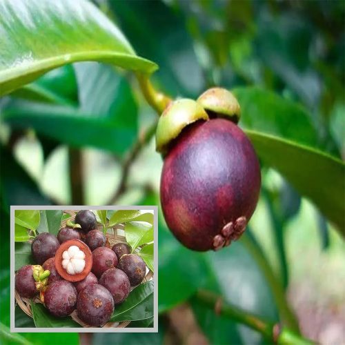 Mangosteen Fruit / వంగ మామిడి