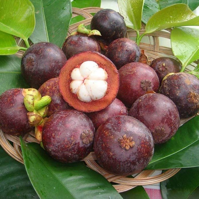 Mangosteen Fruit / వంగ మామిడి - Image 2