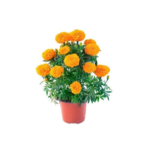 Marigold