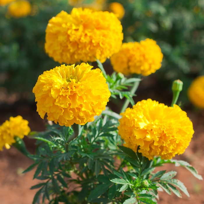 Marigold - Image 2