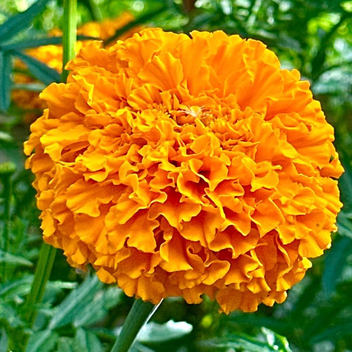 Marigold - Image 3