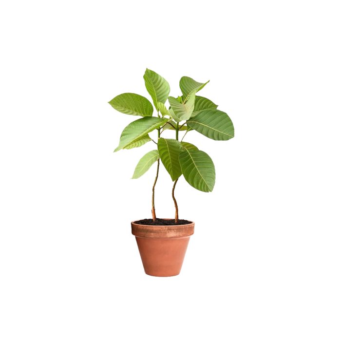 Mini Kadamba