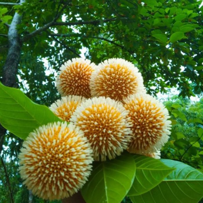 Mini Kadamba - Image 2