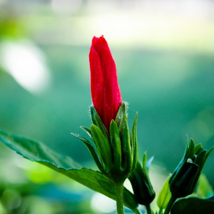 Mirapa Mandaram (Hibiscus Viceroy) - Image 2