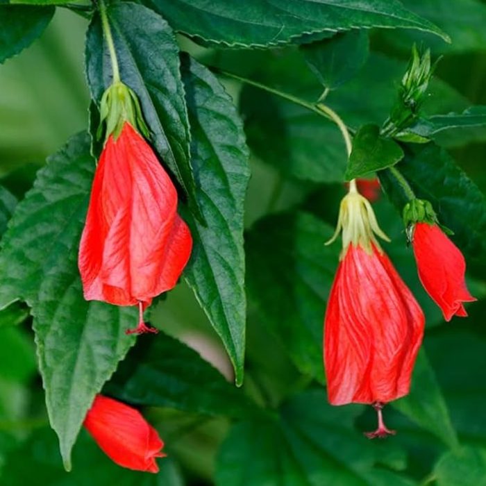 Mirapa Mandaram (Hibiscus Viceroy) - Image 3