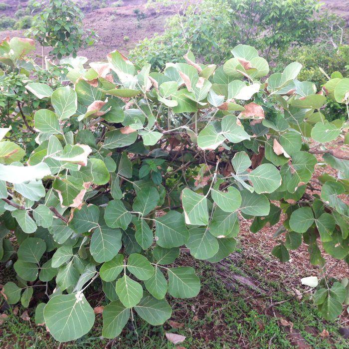 Moduga - Image 2