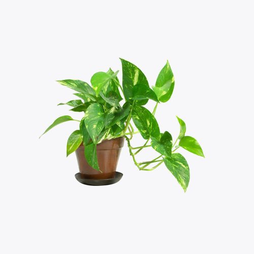 Money plant