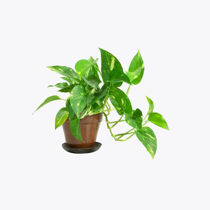 Money plant