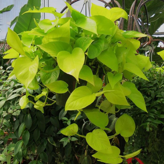 Money plant - Image 2
