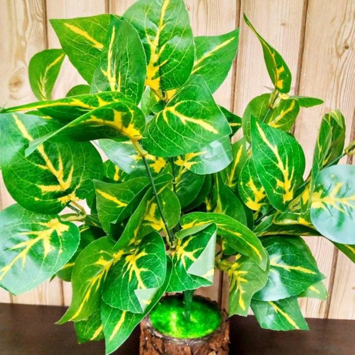 Money plant - Image 3