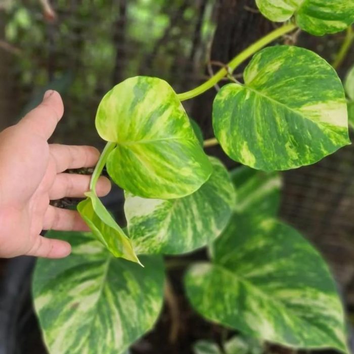 Money plant - Image 4