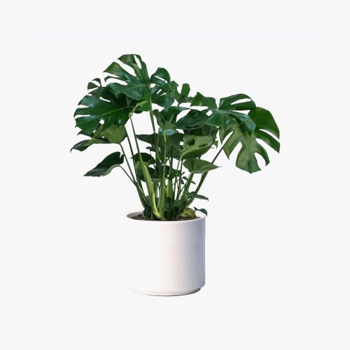 Monstera deliciosa