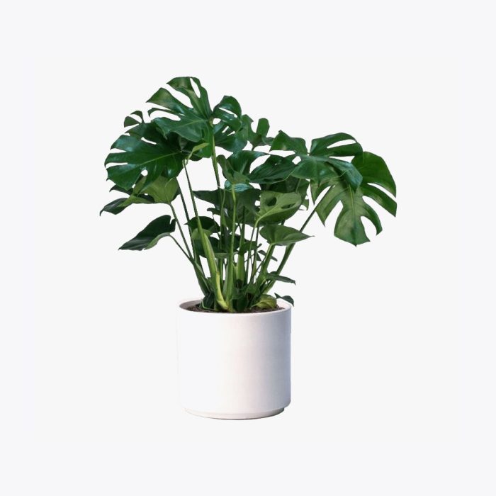 Monstera deliciosa