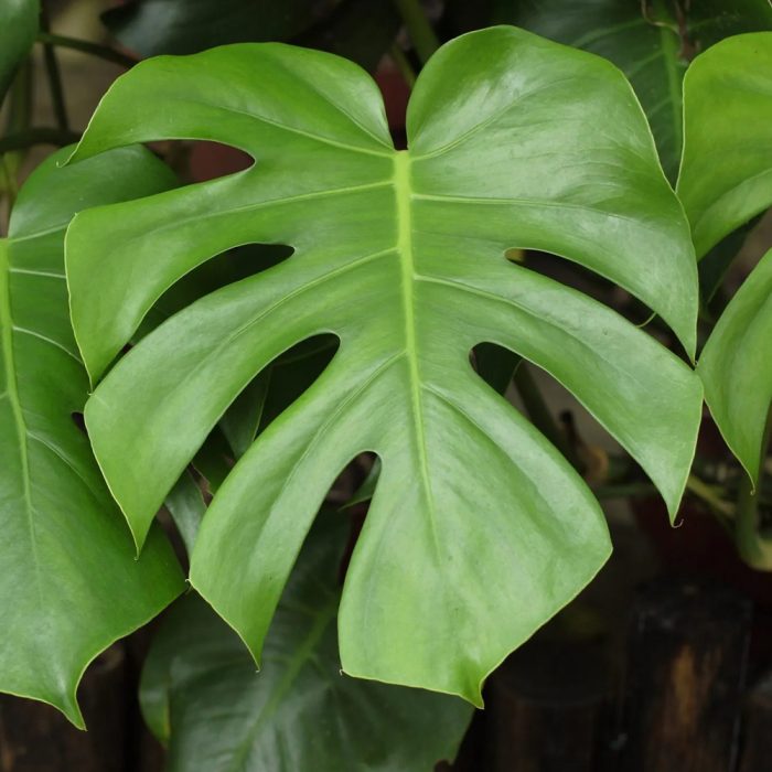 Monstera deliciosa - Image 2