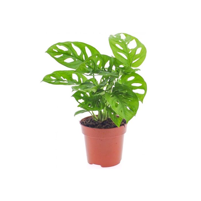 Monstera oblique
