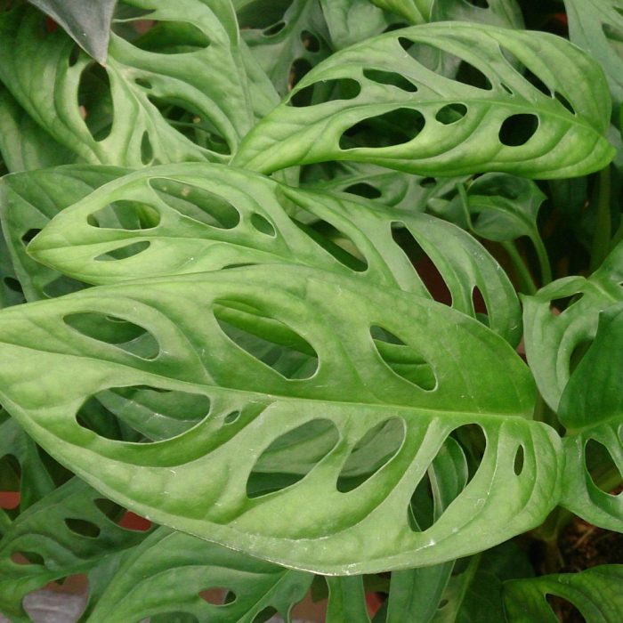 Monstera oblique - Image 2