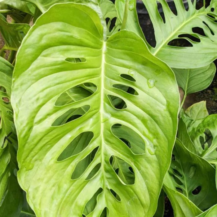 Monstera oblique - Image 3