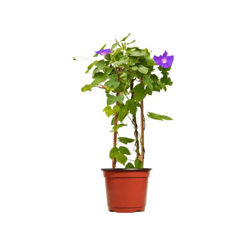 Morning Glory