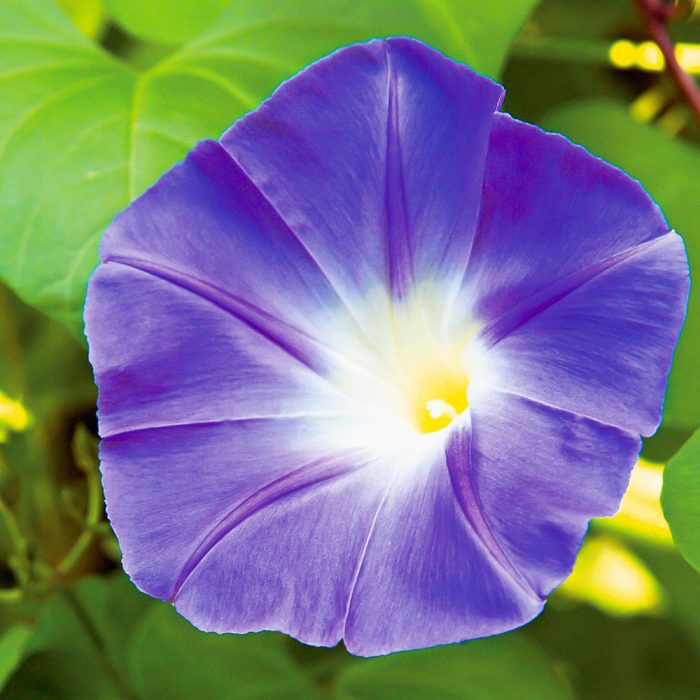 Morning Glory - Image 2
