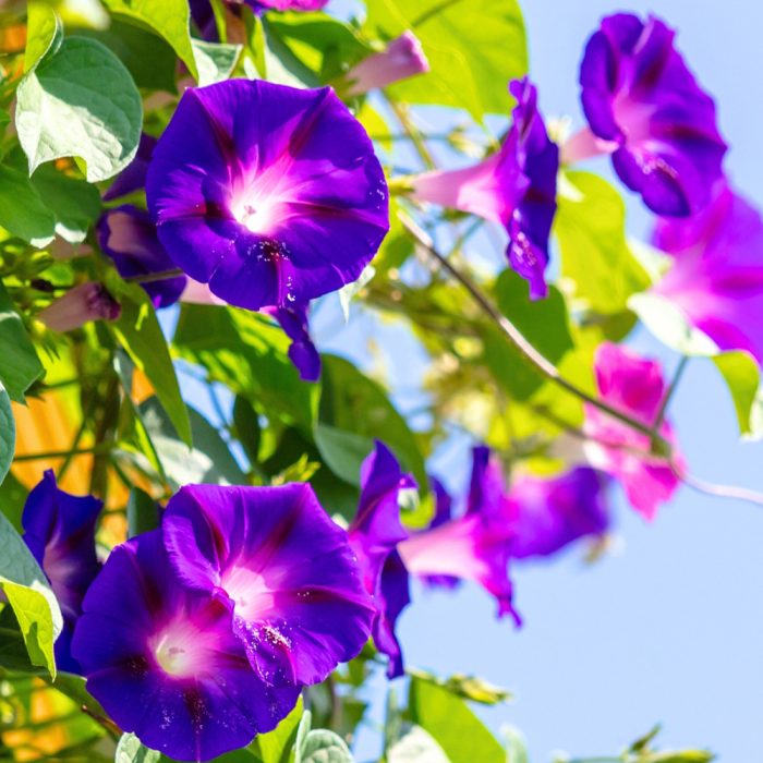 Morning Glory - Image 3