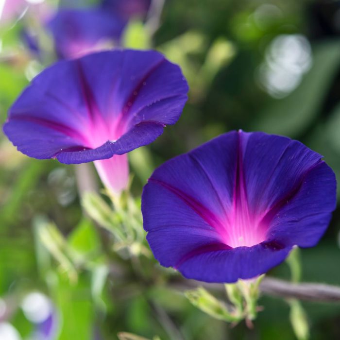 Morning Glory - Image 4