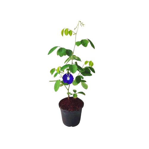 Mudda Shanku flower