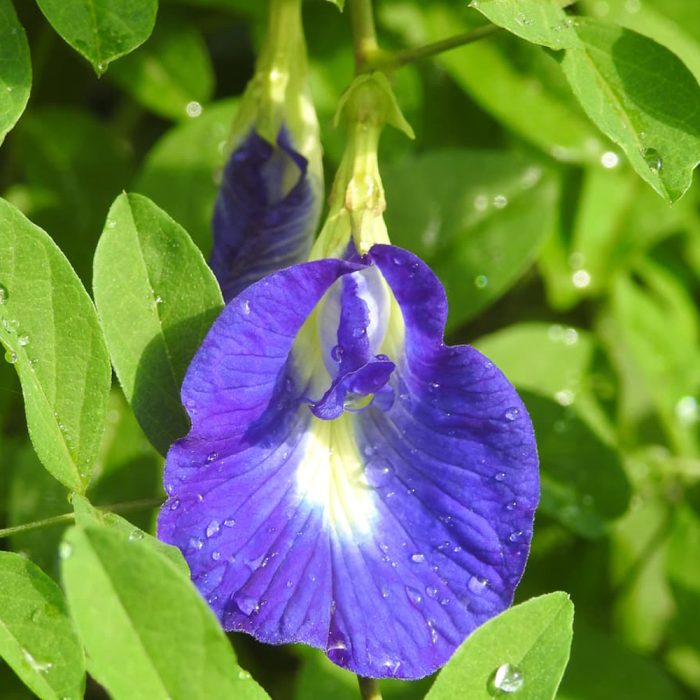Mudda Shanku flower - Image 2